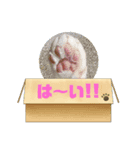 ゴルゴ13猫のももちゃん(日常会話編)（個別スタンプ：3）