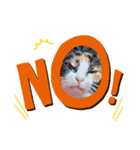 ゴルゴ13猫のももちゃん(日常会話編)（個別スタンプ：6）