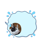 ゴルゴ13猫のももちゃん(日常会話編)（個別スタンプ：7）