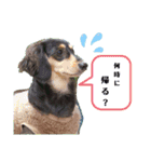 こてつ＆さく③（個別スタンプ：28）