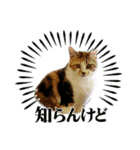 16/CAT/保護猫/子猫写真スタンプ（個別スタンプ：7）