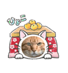 16/CAT/保護猫/子猫写真スタンプ（個別スタンプ：15）