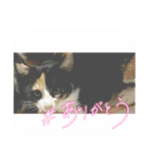 16/CAT/保護猫/子猫写真スタンプ（個別スタンプ：16）