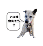 身近な雑種犬ちゃん②（個別スタンプ：11）