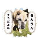 身近な雑種犬ちゃん②（個別スタンプ：14）