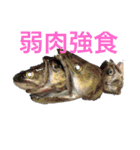 俺らの釣り（個別スタンプ：6）