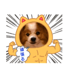 ぱぴぱぴパピヨン110（個別スタンプ：3）