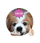 ぱぴぱぴパピヨン110（個別スタンプ：11）