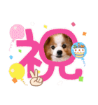 ぱぴぱぴパピヨン110（個別スタンプ：15）