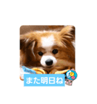 ぱぴぱぴパピヨン110（個別スタンプ：22）