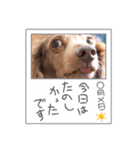 トーイのスタンプだよ（個別スタンプ：19）