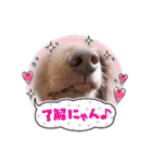 トーイのスタンプだよ（個別スタンプ：22）