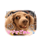 トーイのスタンプだよ（個別スタンプ：23）