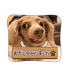 トーイのスタンプだよ（個別スタンプ：24）