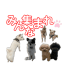 @EMA＆Tiamo（個別スタンプ：32）