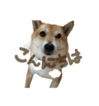 柴犬ぱふ（個別スタンプ：1）