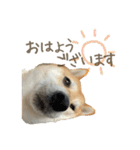 柴犬ぱふ（個別スタンプ：2）