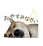 柴犬ぱふ（個別スタンプ：3）