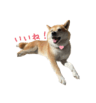 柴犬ぱふ（個別スタンプ：4）