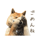 柴犬ぱふ（個別スタンプ：6）