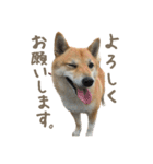 柴犬ぱふ（個別スタンプ：7）