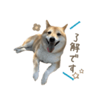 柴犬ぱふ（個別スタンプ：8）