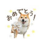 柴犬ぱふ（個別スタンプ：9）