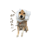 柴犬ぱふ（個別スタンプ：10）