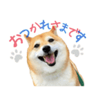 柴犬ぱふ（個別スタンプ：11）
