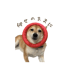 柴犬ぱふ（個別スタンプ：12）