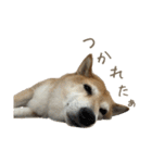 柴犬ぱふ（個別スタンプ：13）