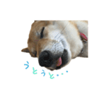 柴犬ぱふ（個別スタンプ：14）