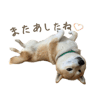 柴犬ぱふ（個別スタンプ：15）