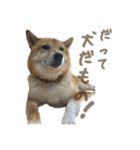 柴犬ぱふ（個別スタンプ：16）