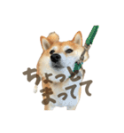 柴犬ぱふ（個別スタンプ：17）