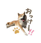 柴犬ぱふ（個別スタンプ：18）