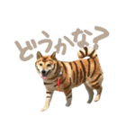 柴犬ぱふ（個別スタンプ：20）