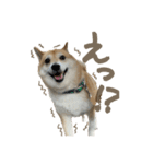 柴犬ぱふ（個別スタンプ：22）