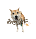 柴犬ぱふ（個別スタンプ：23）
