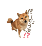 柴犬ぱふ（個別スタンプ：24）