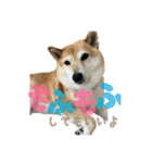 柴犬ぱふ（個別スタンプ：25）