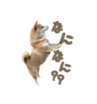 柴犬ぱふ（個別スタンプ：26）