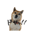 柴犬ぱふ（個別スタンプ：27）