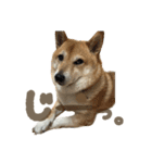 柴犬ぱふ（個別スタンプ：28）