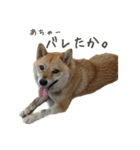 柴犬ぱふ（個別スタンプ：29）