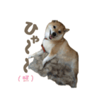 柴犬ぱふ（個別スタンプ：30）