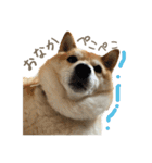 柴犬ぱふ（個別スタンプ：31）
