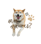 柴犬ぱふ（個別スタンプ：32）