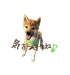 柴犬ぱふ（個別スタンプ：33）