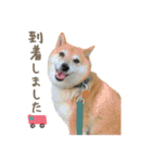 柴犬ぱふ（個別スタンプ：34）